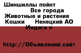 Шиншиллы пойнт ns1133,ny1133. - Все города Животные и растения » Кошки   . Ненецкий АО,Индига п.